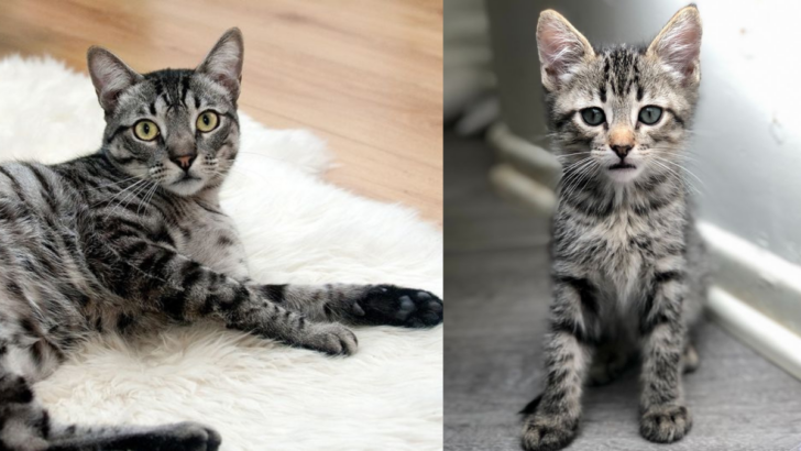 15 Differences Between Tabby and Bengal Cats You Need to See