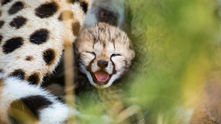 15 Distinctive Features That Make Cheetahs Unlike Any Other Big Cat