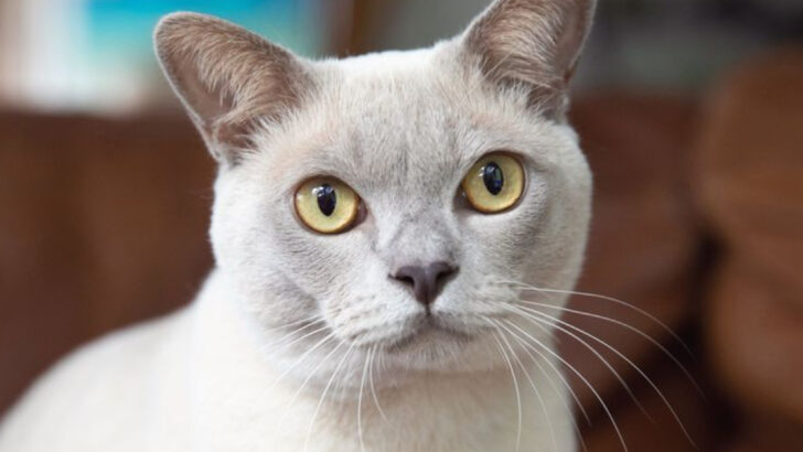 15 Easy Cat Breeds That Don’t Require Much Effort to Keep Happy