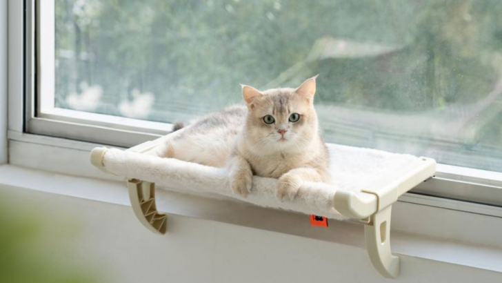 15 Essential Items to Make Your Cat’s Life More Enjoyable (and Yours Too!)