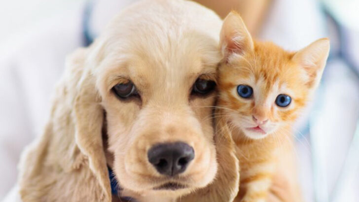 15 Expert Tips for Making Your Cat and Dog the Best of Friends