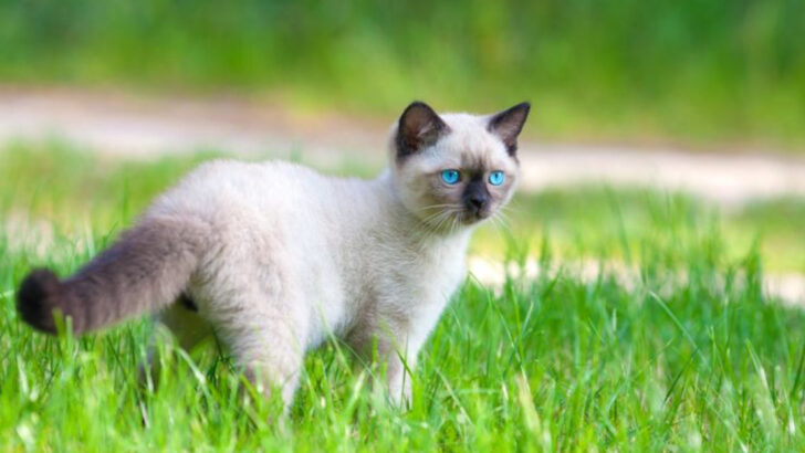 15 Fascinating Facts About the Balinese Cat That Will Surprise You