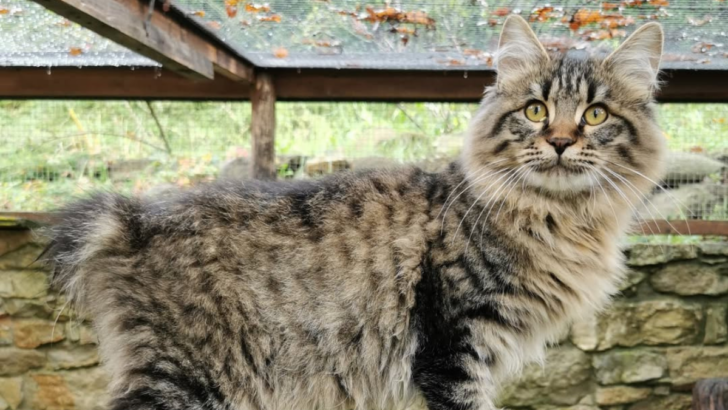 15 Fascinating Facts About the Kurilian Bobtail Cat You Need to Know