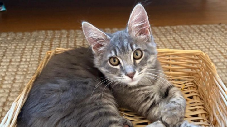 15 Fascinating Tidbits About Gray Tabby Cats That Will Surprise You