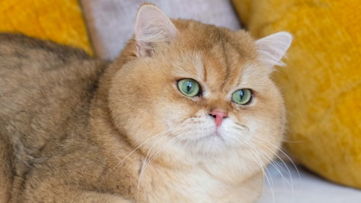 15 Fun and Fascinating Facts About the British Shorthair Chinchilla Cat