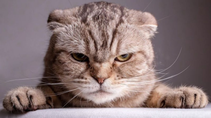 15 Habits That Are Secretly Annoying Your Cat