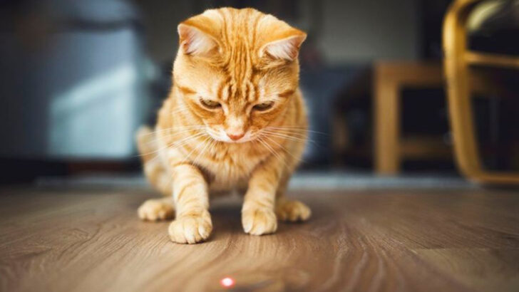 15 Heated Cat Debates: Wet Food, Dry Food, and More!