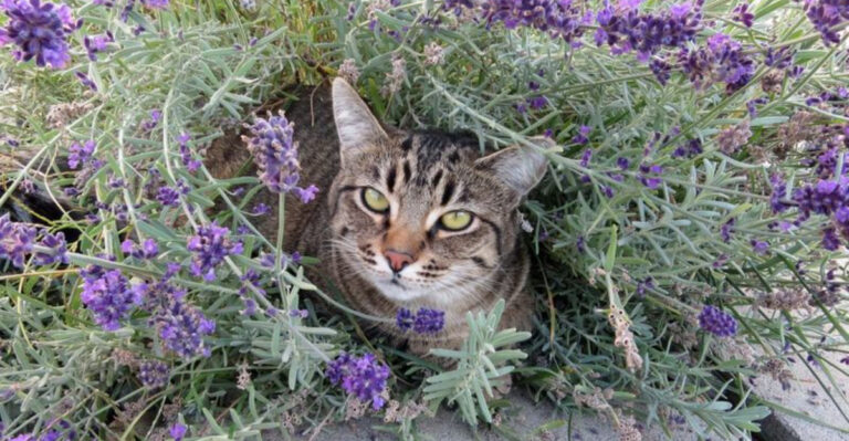 15 Holistic Remedies for Everyday Cat Health Issues - Holistic Approach To Cat Flea Removal Anxiety