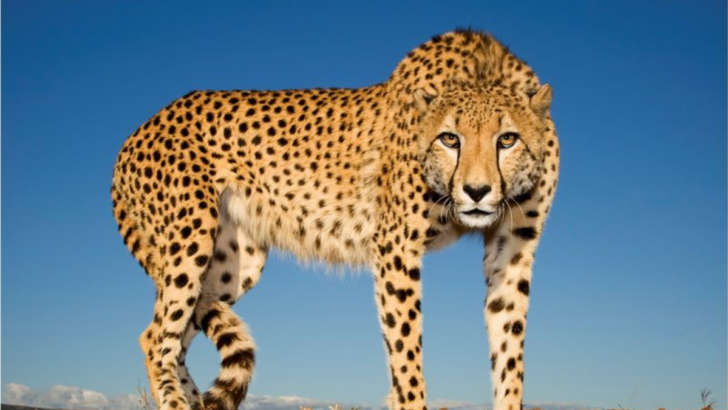 15 Incredible Facts You Never Knew About Cheetahs