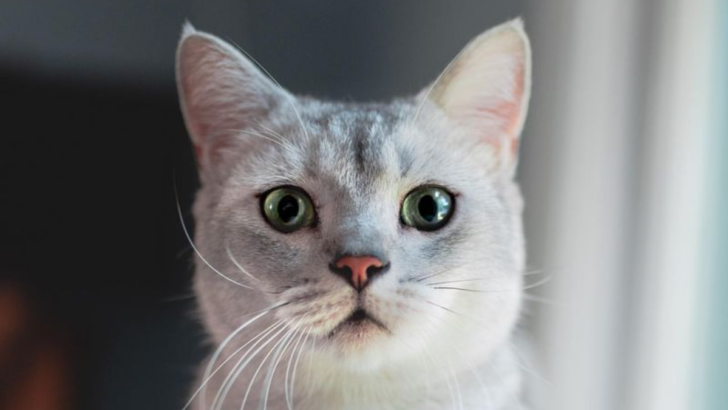 15 Interesting Traits of Burmilla Cats, a Cross Between a Burmese and a Chinchilla Persian