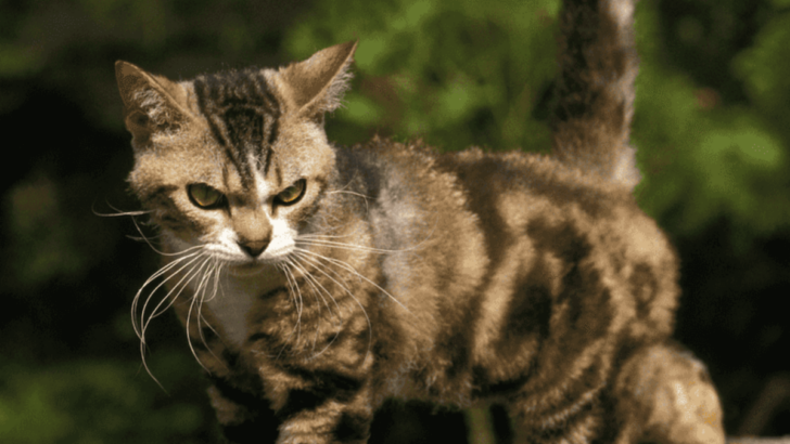 15 Least Adopted Cat Breeds You Should Never Consider Bringing Home