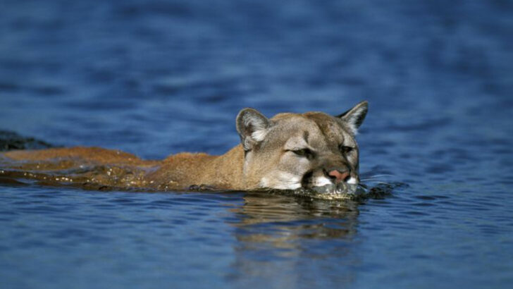 15 Little-Known Facts About the Mountain Lion, America’s Apex Predator