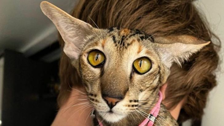 15 Little-Known Facts That Make Oriental Shorthair Cats So Special