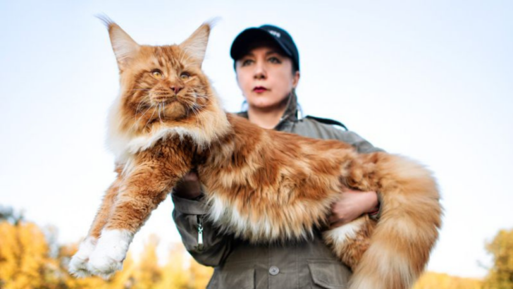 15 Most Difficult Cat Breeds That Aren’t for the Faint of Heart