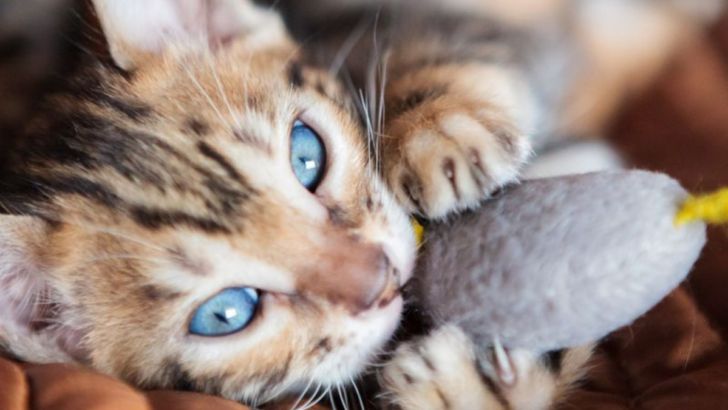 15 Must-Have Toys to Keep Your Bengal Cat Pouncing with Joy