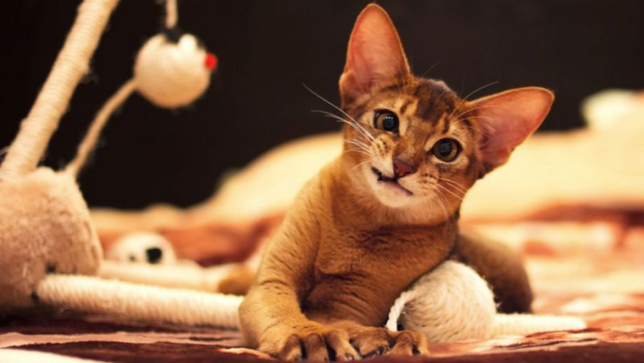 15 Playful Cat Breeds Perfect For Families With Kids