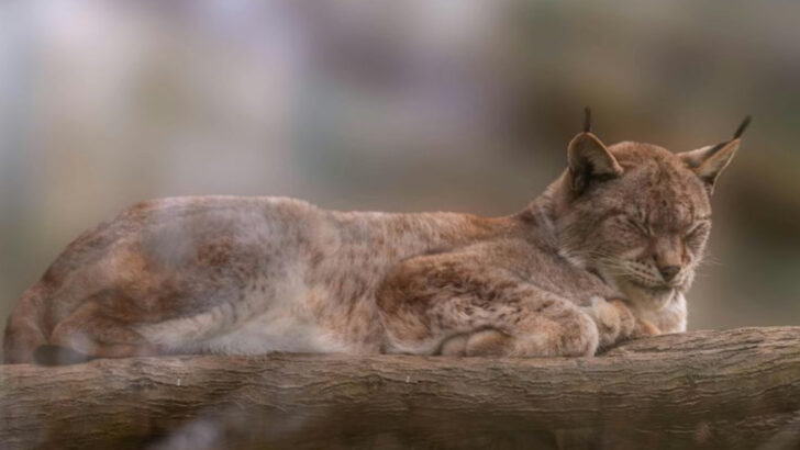 15 Precious Secrets of How Wild Cats Nap