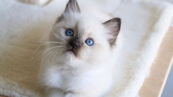 15 Ragdoll Behavior Problems – Beauty and Trouble in One Package!