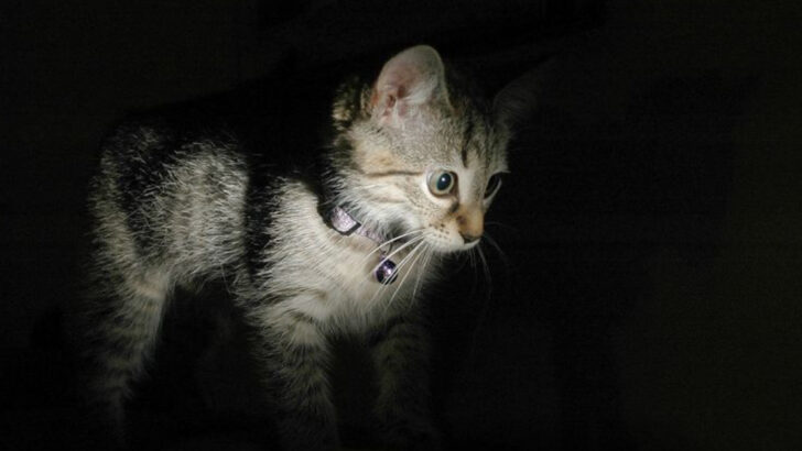 15 Reasons Why Cats Have Such Incredible Night Vision