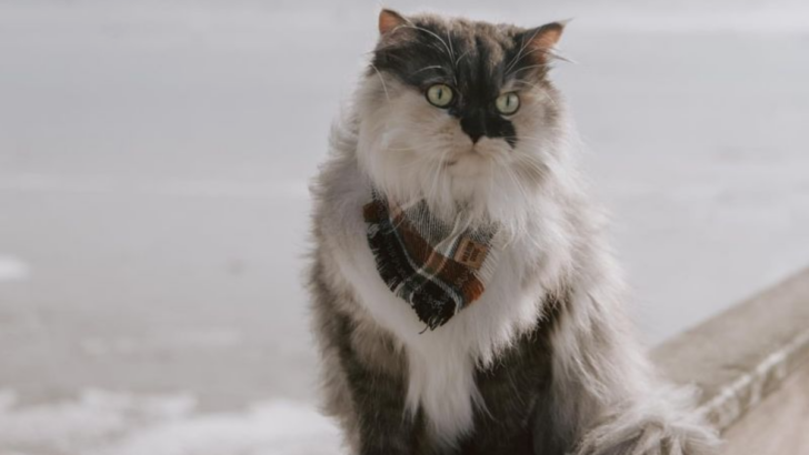 15 Reasons Why Ragamuffin Cats Are Basically Living Teddy Bears