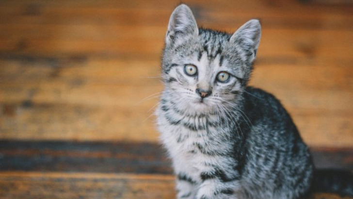 15 Reasons Why Silver Tabby Kittens Are One of a Kind