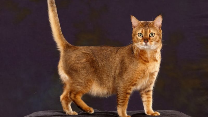 15 Reasons Why Somali Cats Are the Ultimate Feline Firecrackers