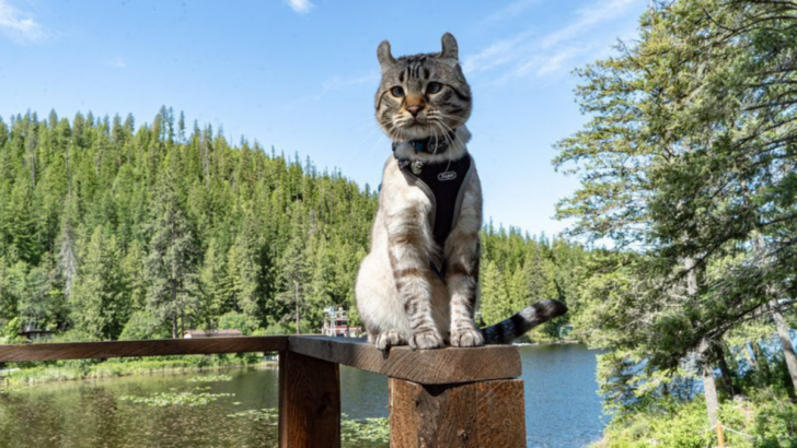 15 Reasons Why the Highland Lynx Will Steal Your Heart