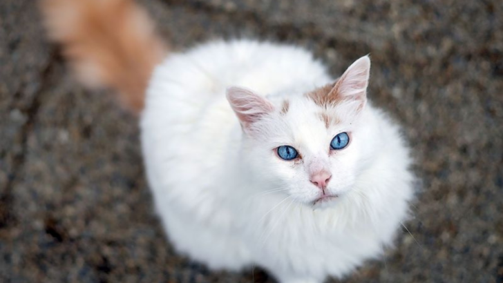 15 Reasons Why the Turkish Van is Every Cat Lover’s Dream