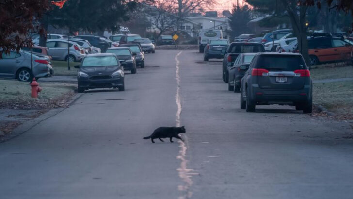 15 Secret Adventures of Outdoor Cats After Dark