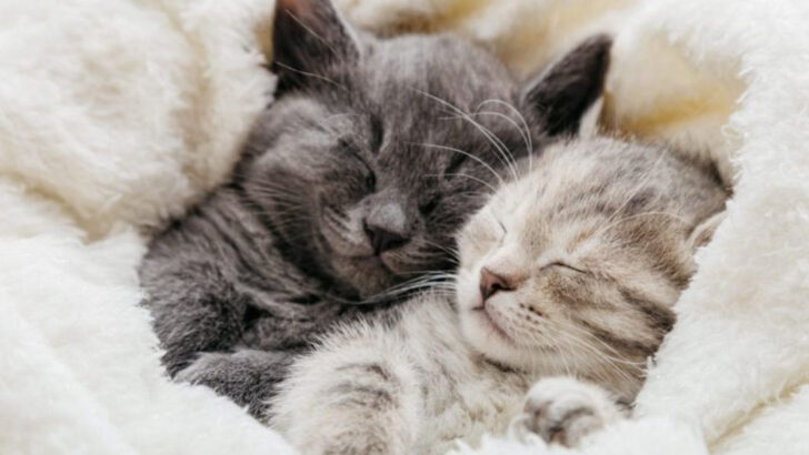 15 Simple Tips for Living Peacefully with Multiple Cats