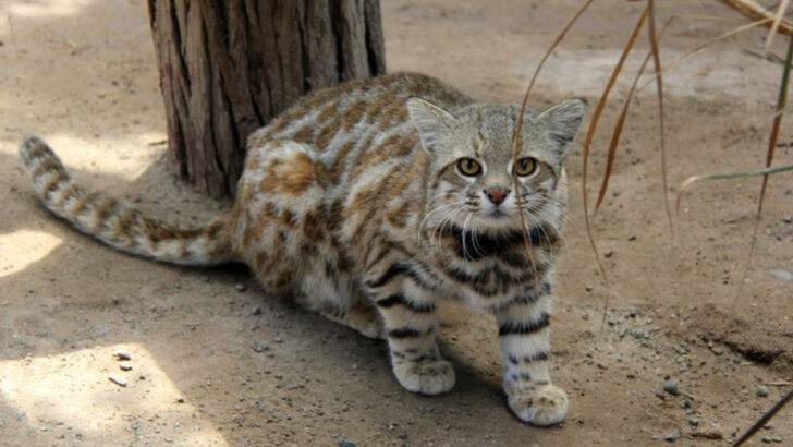 15 Smallest Wild Cats You’ve Probably Never Heard Of