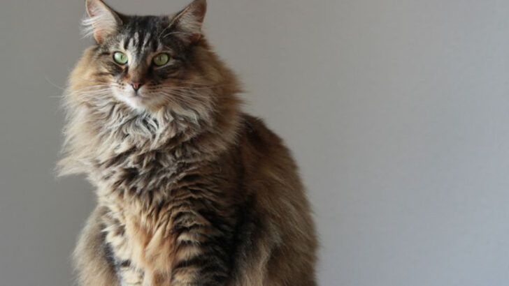 15 Spectacular Norwegian Forest Cat Colors and Their Origins