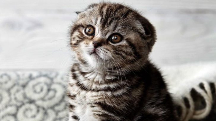 15 Stunning Scottish Fold Cat Colors You Have to See to Believe