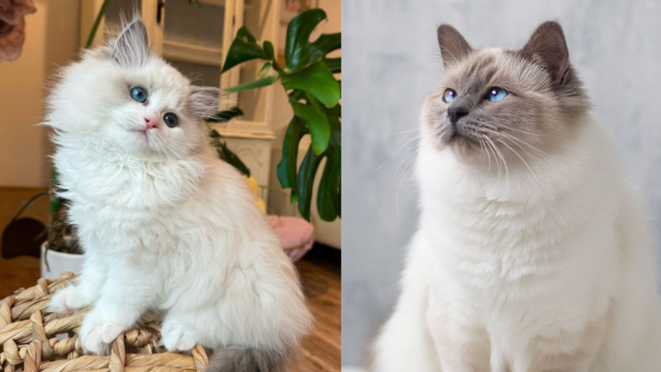 15 Surprising Differences Between Birman and Ragdoll Cats You Didn’t Know About