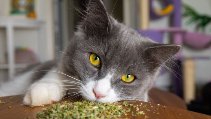 15 Techniques for Turning a Reluctant Stray into an Indoor Companion