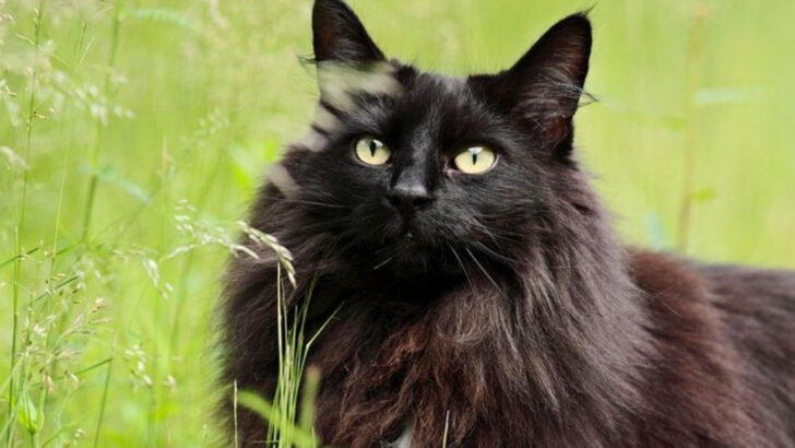 15 Things You Didn’t Know About Black Cats That Make Them Perfect Pets