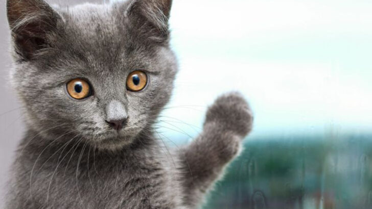 15 Things You Didn’t Know About the Enigmatic Chartreux Cat