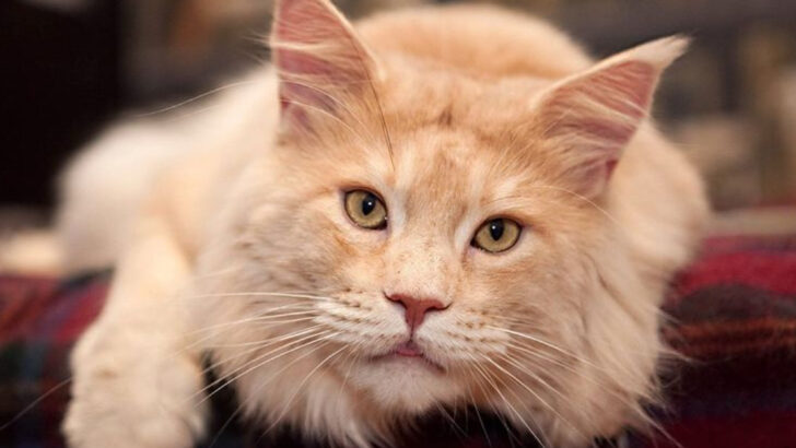 15 Breathtaking Maine Coon Colors That Steal the Spotlight