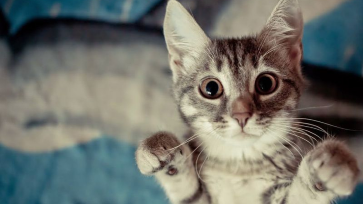 15 Warning Signs Your Cat Is Suffering from Separation Anxiety