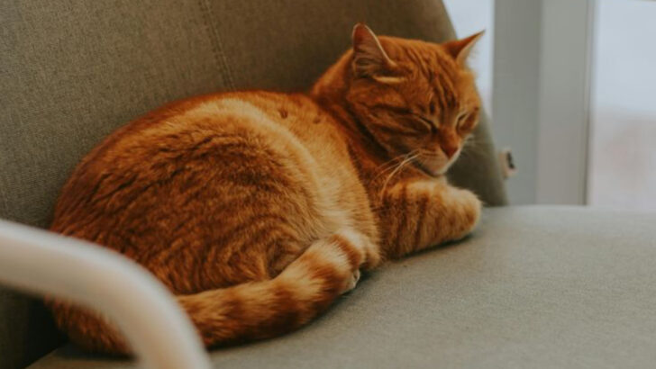 15 Ways Your Cat is the One in Charge (Not You)