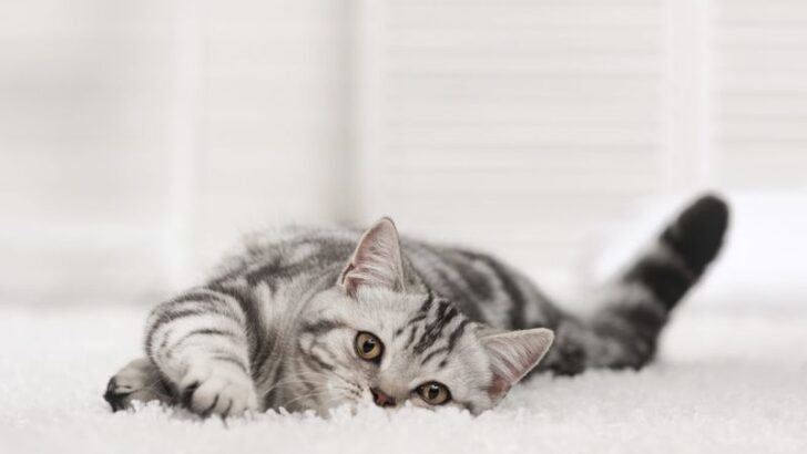 15 Ways to Keep Cat Smells Out of Your Home – Perfect for Allergy Sufferers