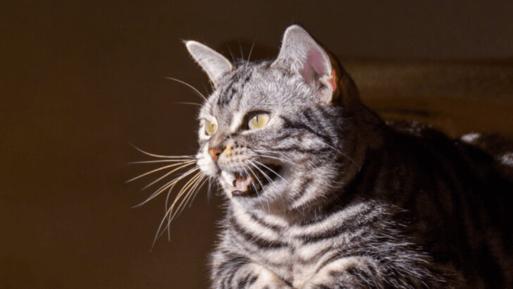 15 Weird Cat Behaviors Explained (And What They Mean for You)