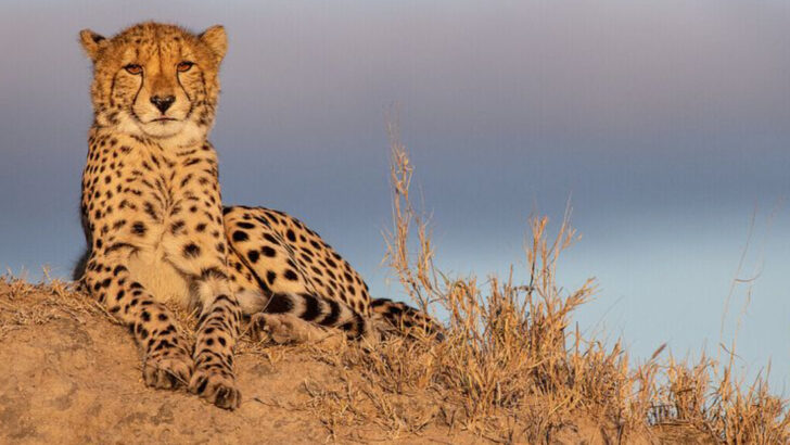 15 Wild Cats Conquering the Harshest Environments