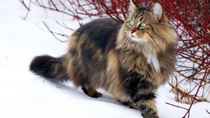 15 Amazing Norwegian Forest Cat Facts That’ll Change the Way You See Them