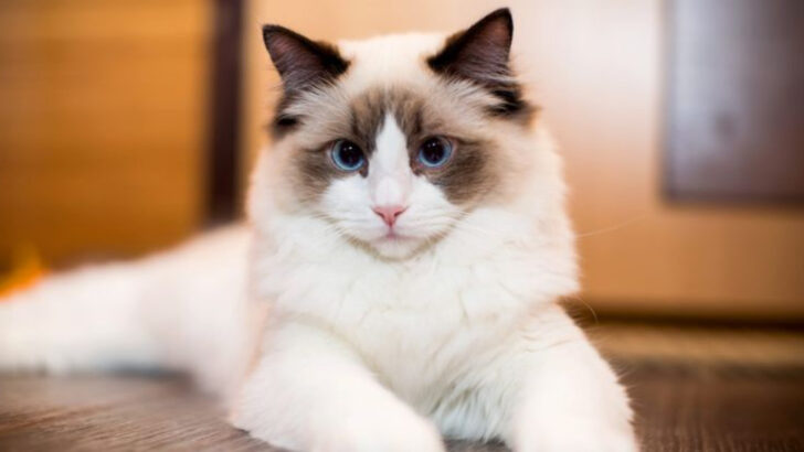 15 Bad Things No One Tells You About Ragdoll Cats