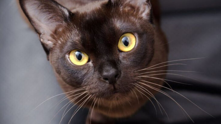 15 Cat Breeds That Prove Long Whiskers Are a True Beauty Trait