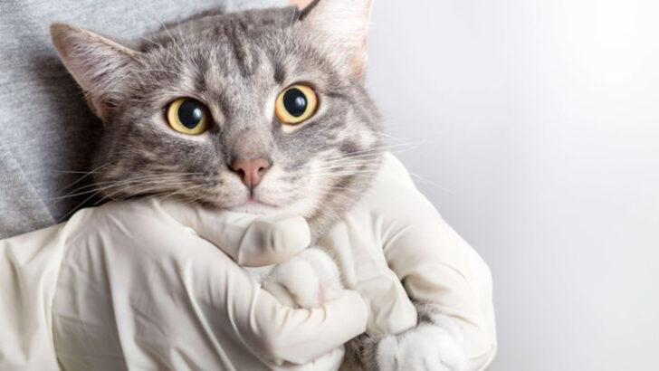 15 Cat Health Issues You Should Know About (And How to Detect Them Early)