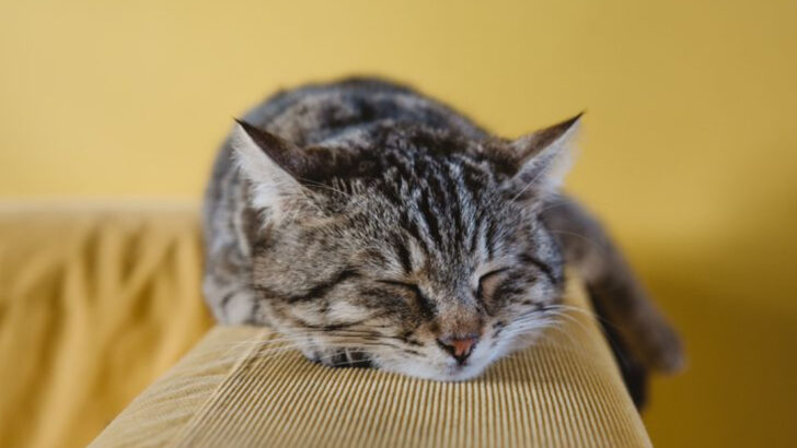 15 Cat Sleeping Positions (And What They Say About Your Furry Friend)