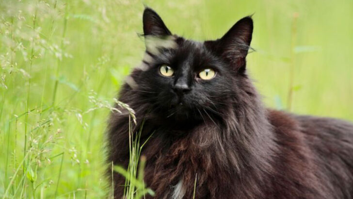 15 Mysterious Breeds Of A Black Cat With Yellow Eyes