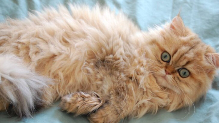 15 Persian Cat Behavior Problems – Watch Out for These Red Flags